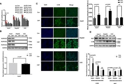 Cold Atmospheric Plasma Conveys Selectivity Against Hepatocellular Carcinoma Cells via Triggering EGFR(Tyr1068)-Mediated Autophagy